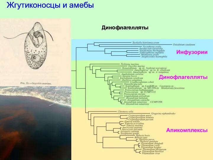 Жгутиконосцы и амебы Динофлагелляты