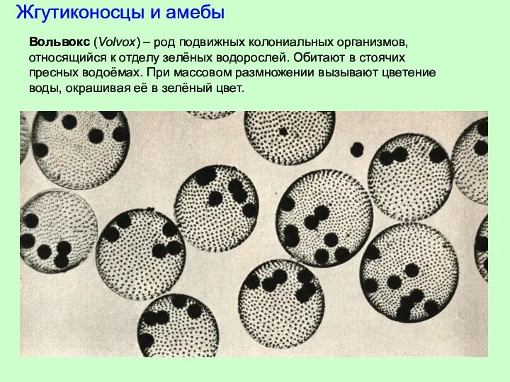 Жгутиконосцы и амебы Вольвокс (Volvox) – род подвижных колониальных организмов, относящийся