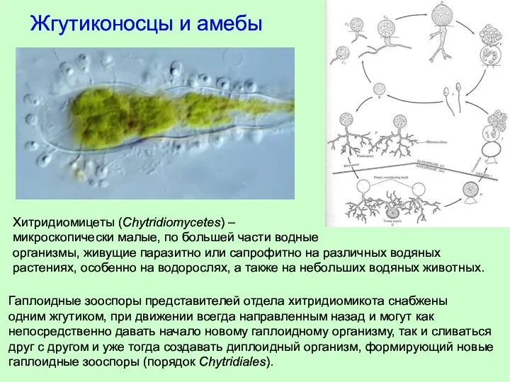 Жгутиконосцы и амебы Гаплоидные зооспоры представителей отдела хитридиомикота снабжены одним жгутиком,