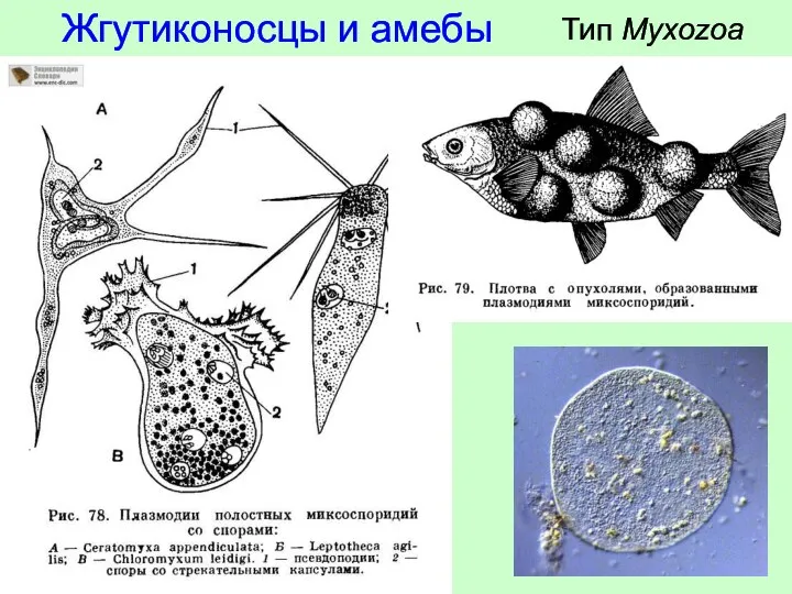 Тип Myxozoa Жгутиконосцы и амебы