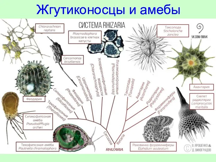 Жгутиконосцы и амебы