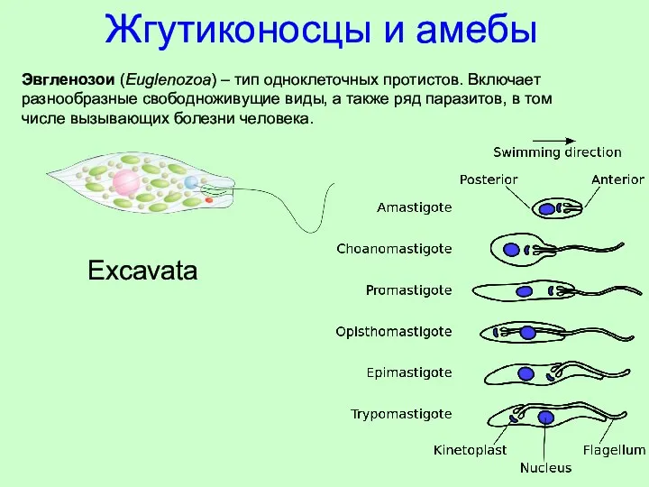 Excavata Эвгленозои (Euglenozoa) – тип одноклеточных протистов. Включает разнообразные свободноживущие виды,