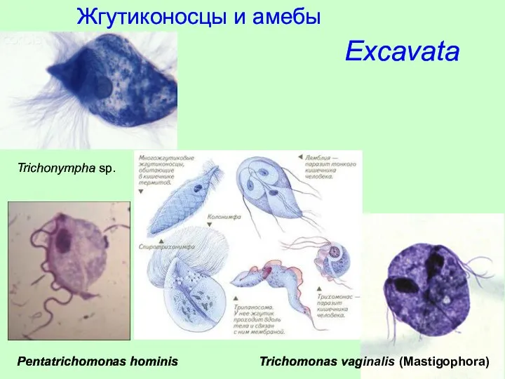 Жгутиконосцы и амебы Excavata Trichomonas vaginalis (Mastigophora) Pentatrichomonas hominis Trichonympha sp.