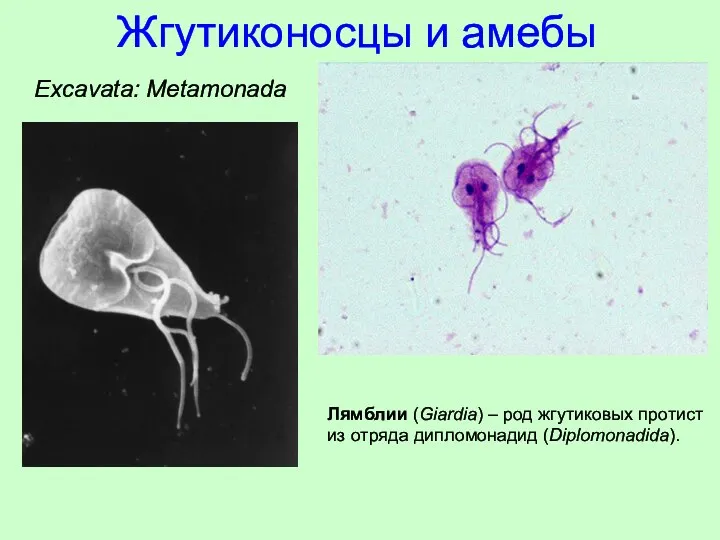 Лямблии (Giardia) – род жгутиковых протист из отряда дипломонадид (Diplomonadida). Excavata: Metamonada Жгутиконосцы и амебы