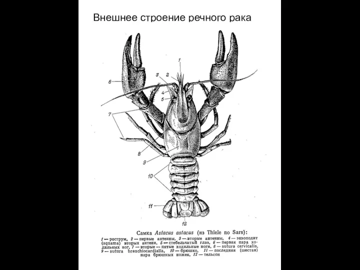 Внешнее строение речного рака