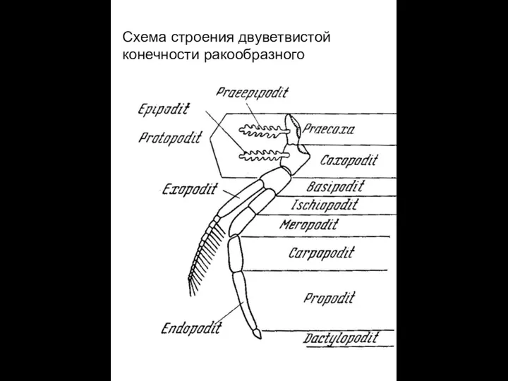 Схема строения двуветвистой конечности ракообразного