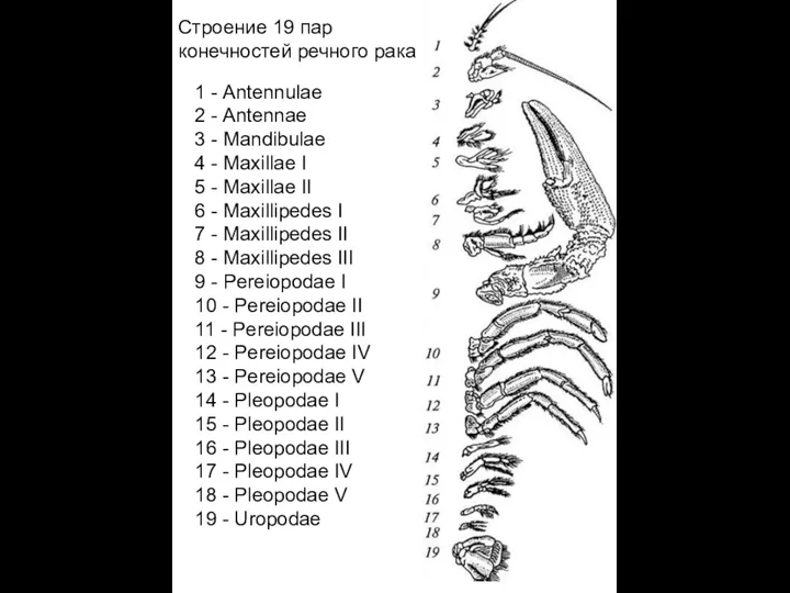 Строение 19 пар конечностей речного рака 1 - Antennulae 2 -