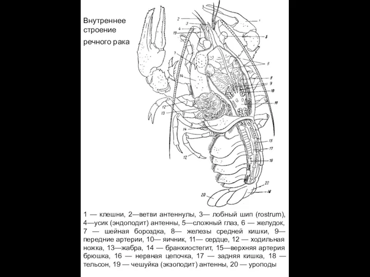 Внутреннее строение речного рака 1 — клешни, 2—ветви антеннулы, 3— лобный