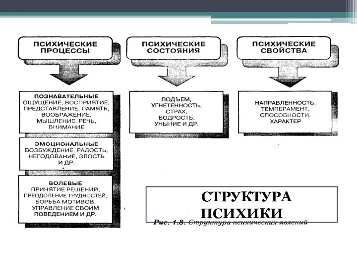 ССТРУКТУРА ПСИХИКИ