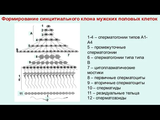 Формирование синцитиального клона мужских половых клеток