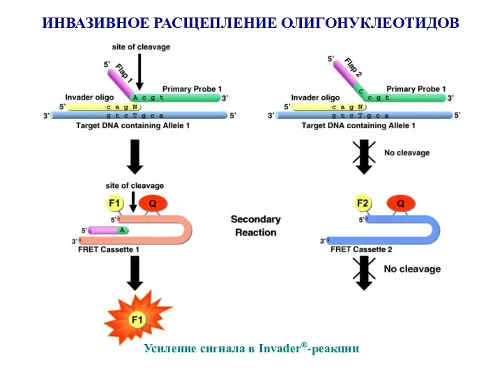 ИНВАЗИВНОЕ РАСЩЕПЛЕНИЕ ОЛИГОНУКЛЕОТИДОВ Усиление сигнала в Invader®-реакции