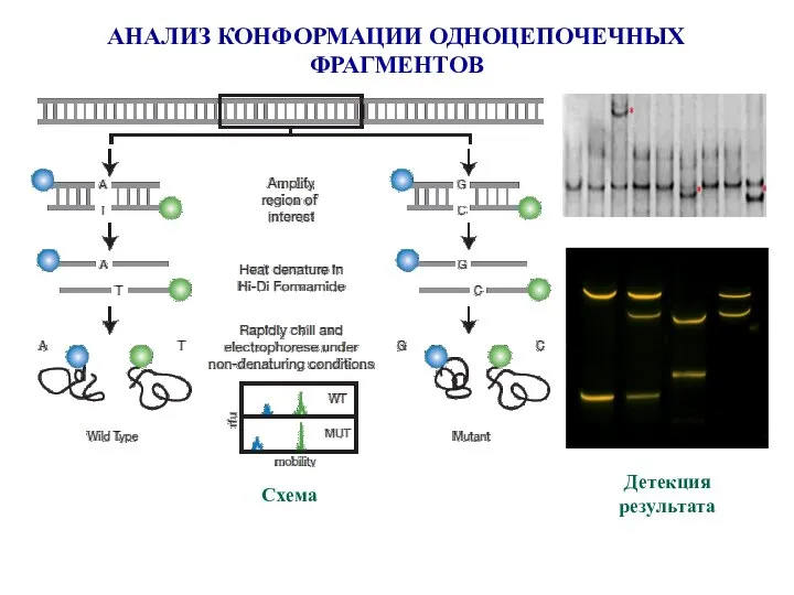 АНАЛИЗ КОНФОРМАЦИИ ОДНОЦЕПОЧЕЧНЫХ ФРАГМЕНТОВ Схема Детекция результата