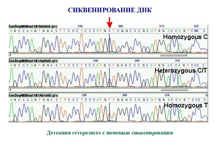 СИКВЕНИРОВАНИЕ ДНК Детекция гетерозигот с помощью сиквенирования
