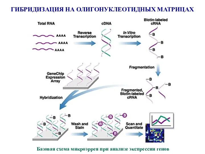 ГИБРИДИЗАЦИЯ НА ОЛИГОНУКЛЕОТИДНЫХ МАТРИЦАХ Базовая схема микроэррея при анализе экспрессии генов