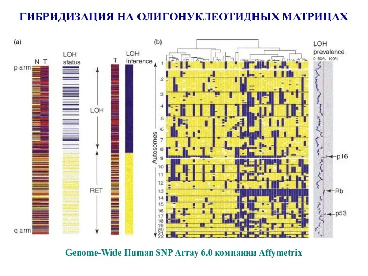 ГИБРИДИЗАЦИЯ НА ОЛИГОНУКЛЕОТИДНЫХ МАТРИЦАХ Genome-Wide Human SNP Array 6.0 компании Affymetrix