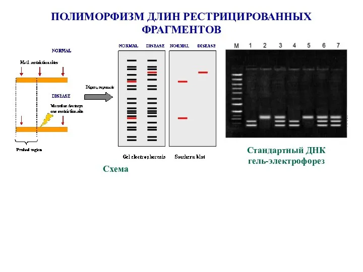 ПОЛИМОРФИЗМ ДЛИН РЕСТРИЦИРОВАННЫХ ФРАГМЕНТОВ Схема Стандартный ДНК гель-электрофорез