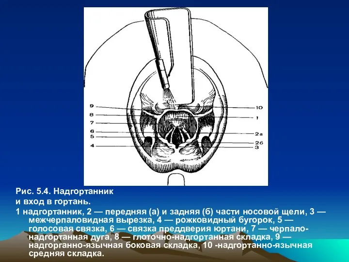 Рис. 5.4. Надгортанник и вход в гортань. 1 надгортанник, 2 —