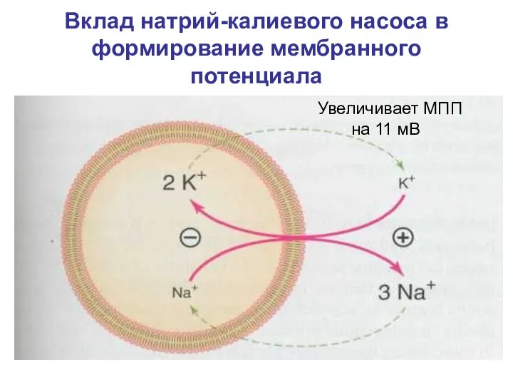 Вклад натрий-калиевого насоса в формирование мембранного потенциала Увеличивает МПП на 11 мВ