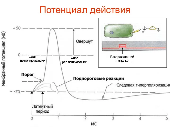 Потенциал действия Фаза деполяризации Фаза реполяризации Раздражающий импульс