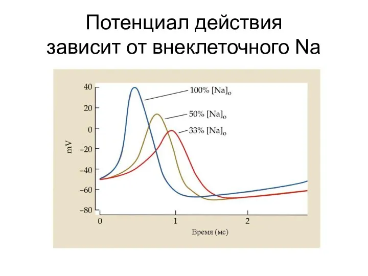 Потенциал действия зависит от внеклеточного Na