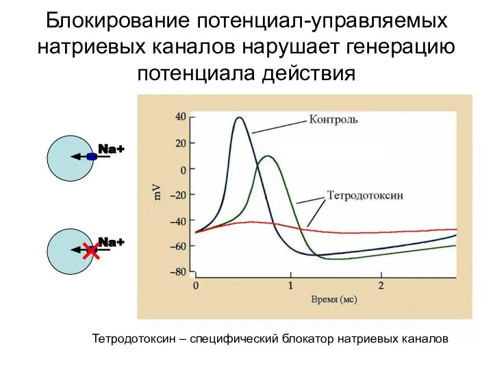 Блокирование потенциал-управляемых натриевых каналов нарушает генерацию потенциала действия Тетродотоксин – специфический блокатор натриевых каналов