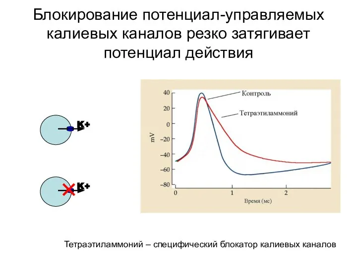 Блокирование потенциал-управляемых калиевых каналов резко затягивает потенциал действия Тетраэтиламмоний – специфический блокатор калиевых каналов