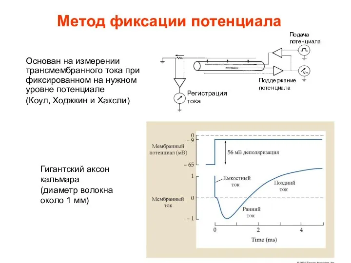 Метод фиксации потенциала Основан на измерении трансмембранного тока при фиксированном на