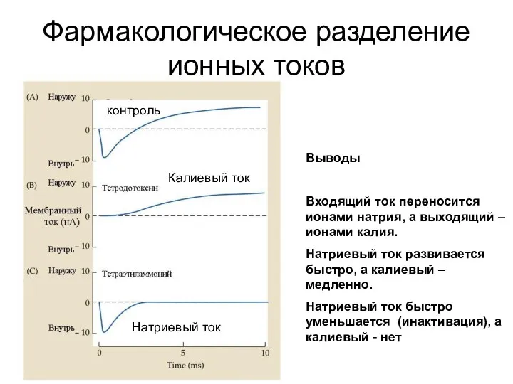 Фармакологическое разделение ионных токов контроль Калиевый ток Натриевый ток Выводы Входящий