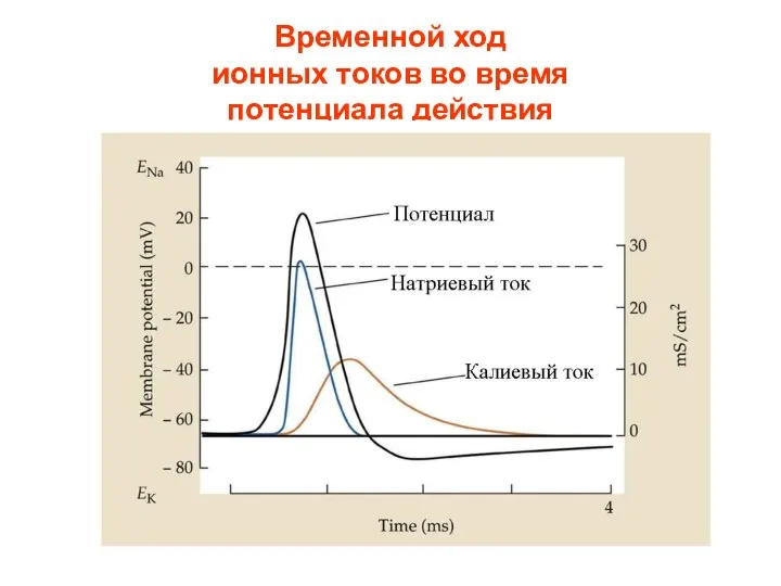 Временной ход ионных токов во время потенциала действия