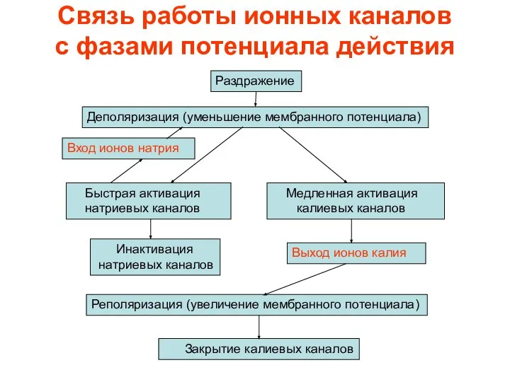 Связь работы ионных каналов с фазами потенциала действия Раздражение Деполяризация (уменьшение