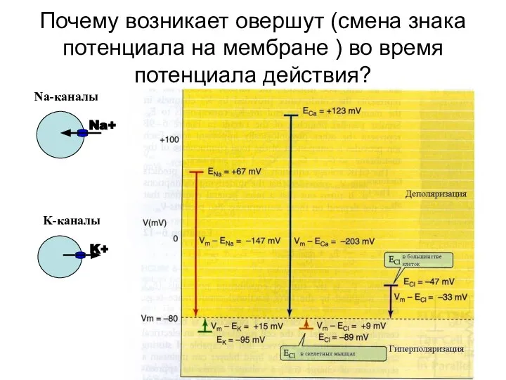 Почему возникает овершут (смена знака потенциала на мембране ) во время потенциала действия?