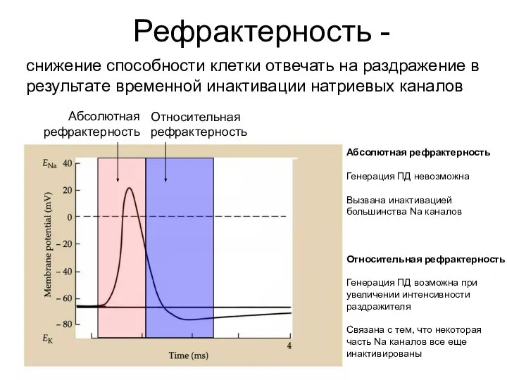 Рефрактерность - снижение способности клетки отвечать на раздражение в результате временной