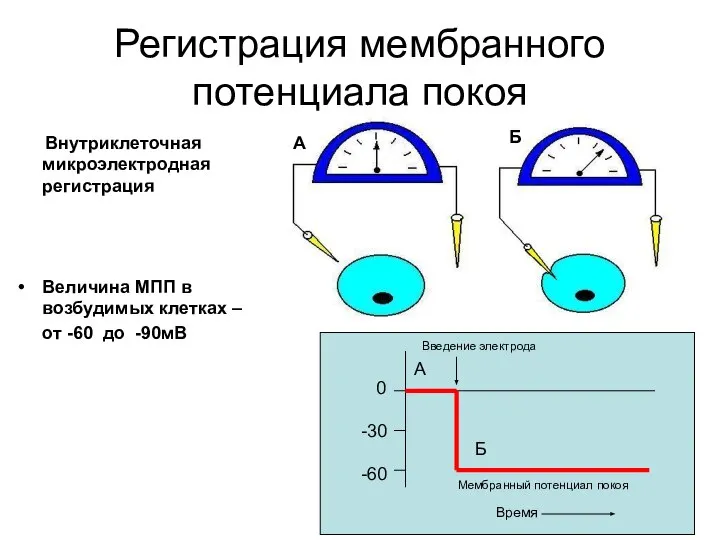 Регистрация мембранного потенциала покоя Внутриклеточная микроэлектродная регистрация Величина МПП в возбудимых