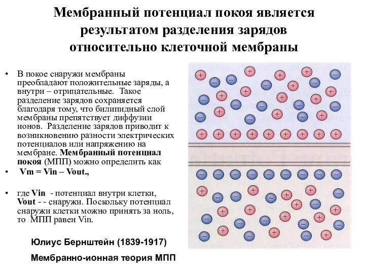 В покое снаружи мембраны преобладают положительные заряды, а внутри – отрицательные.