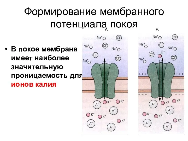 Формирование мембранного потенциала покоя В покое мембрана имеет наиболее значительную проницаемость для ионов калия А Б