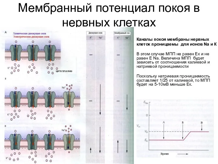 Мембранный потенциал покоя в нервных клетках Каналы покоя мембраны нервных клеток