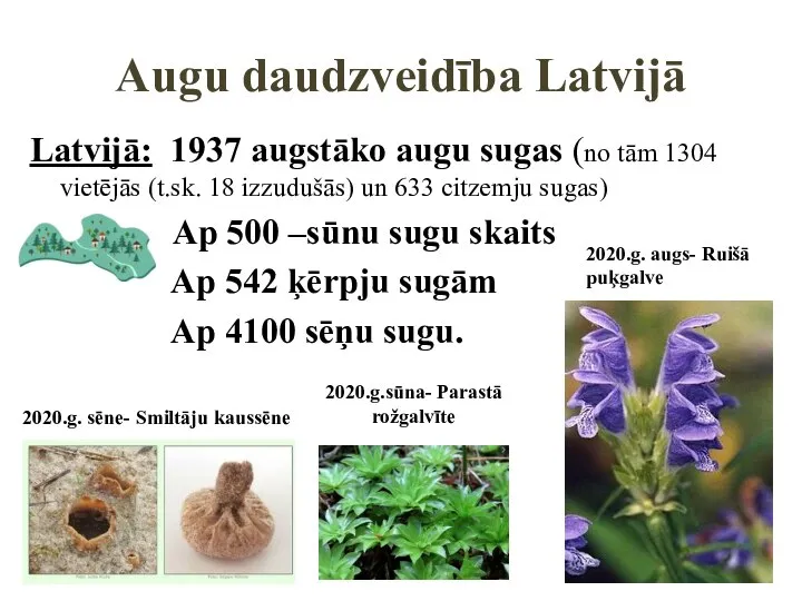 Augu daudzveidība Latvijā Latvijā: 1937 augstāko augu sugas (no tām 1304