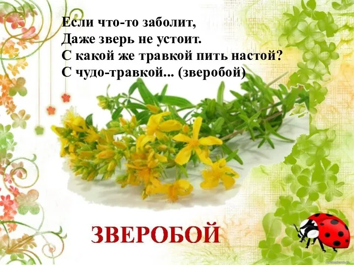 Если что-то заболит, Даже зверь не устоит. С какой же травкой пить настой? С чудо-травкой... (зверобой)