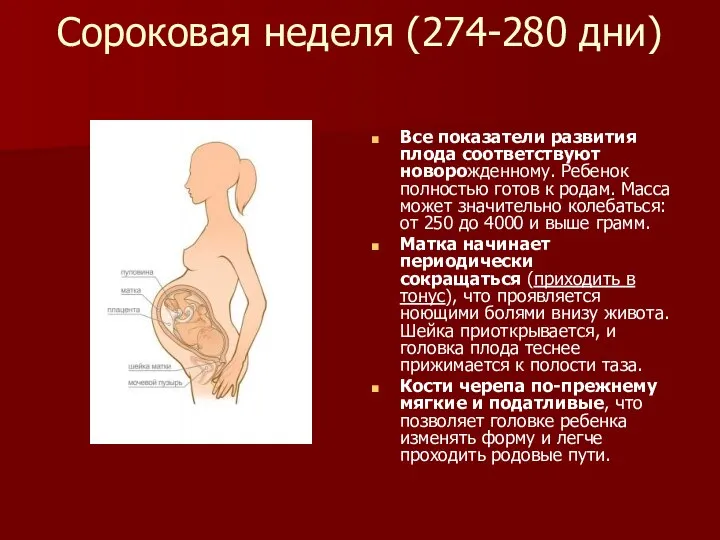 Сороковая неделя (274-280 дни) Все показатели развития плода соответствуют новорожденному. Ребенок