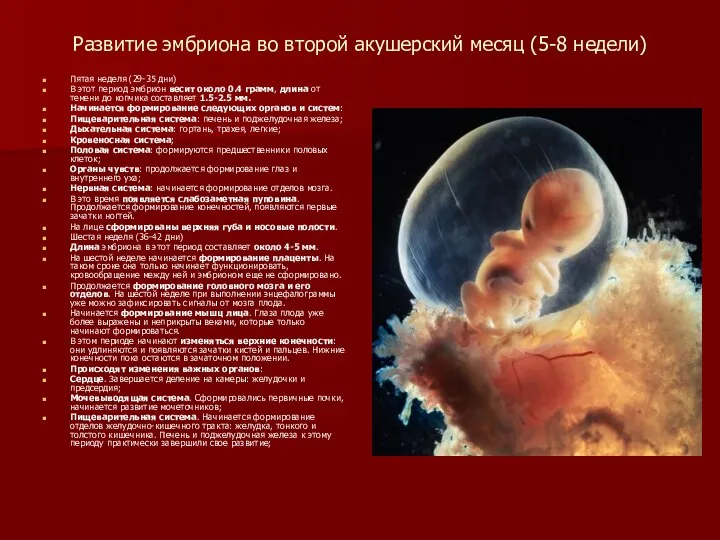 Развитие эмбриона во второй акушерский месяц (5-8 недели) Пятая неделя (29-35