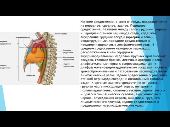 Нижнее средостение, в свою очередь, подразделяется на переднее, среднее, заднее. Переднее