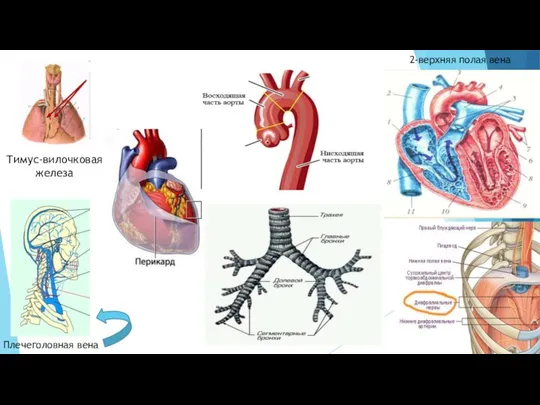 Тимус-вилочковая железа Плечеголовная вена 2-верхняя полая вена