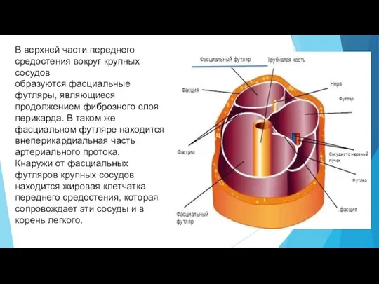 В верхней части переднего средостения вокруг крупных сосудов образуются фасциальные футляры,