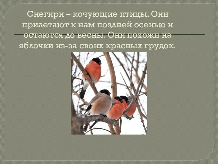 Снегири – кочующие птицы. Они прилетают к нам поздней осенью и