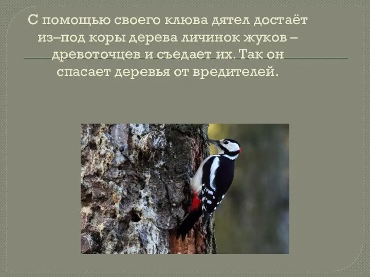 С помощью своего клюва дятел достаёт из–под коры дерева личинок жуков