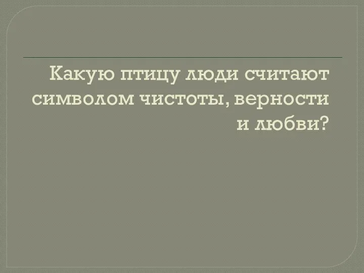 Какую птицу люди считают символом чистоты, верности и любви?