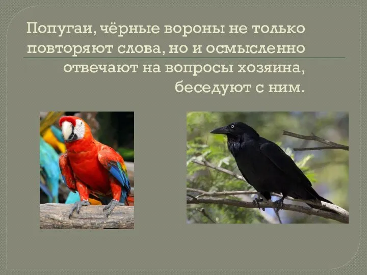 Попугаи, чёрные вороны не только повторяют слова, но и осмысленно отвечают