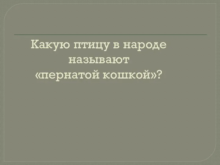 Какую птицу в народе называют «пернатой кошкой»?