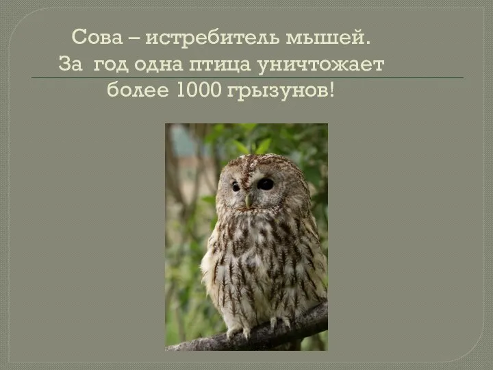 Сова – истребитель мышей. За год одна птица уничтожает более 1000 грызунов!