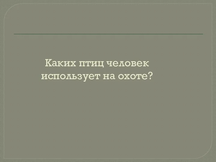 Каких птиц человек использует на охоте?